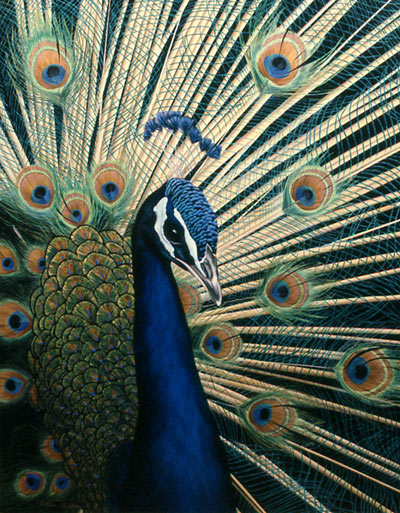 Peacock by Nolan Haan
