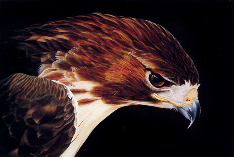 Red-tailed hawk by Nolan haan